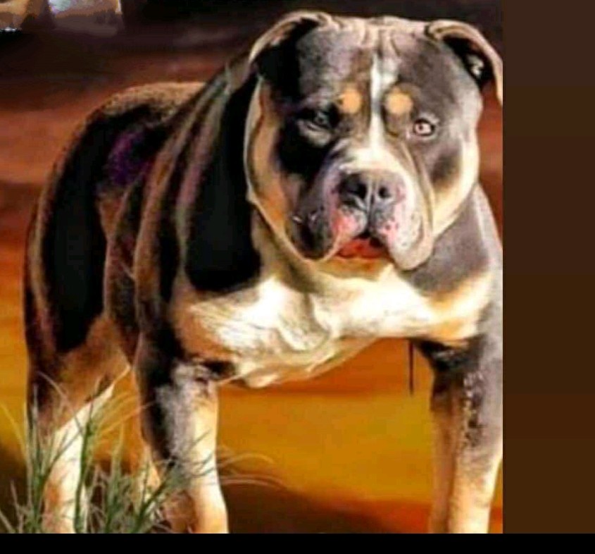 Dog Featured Image