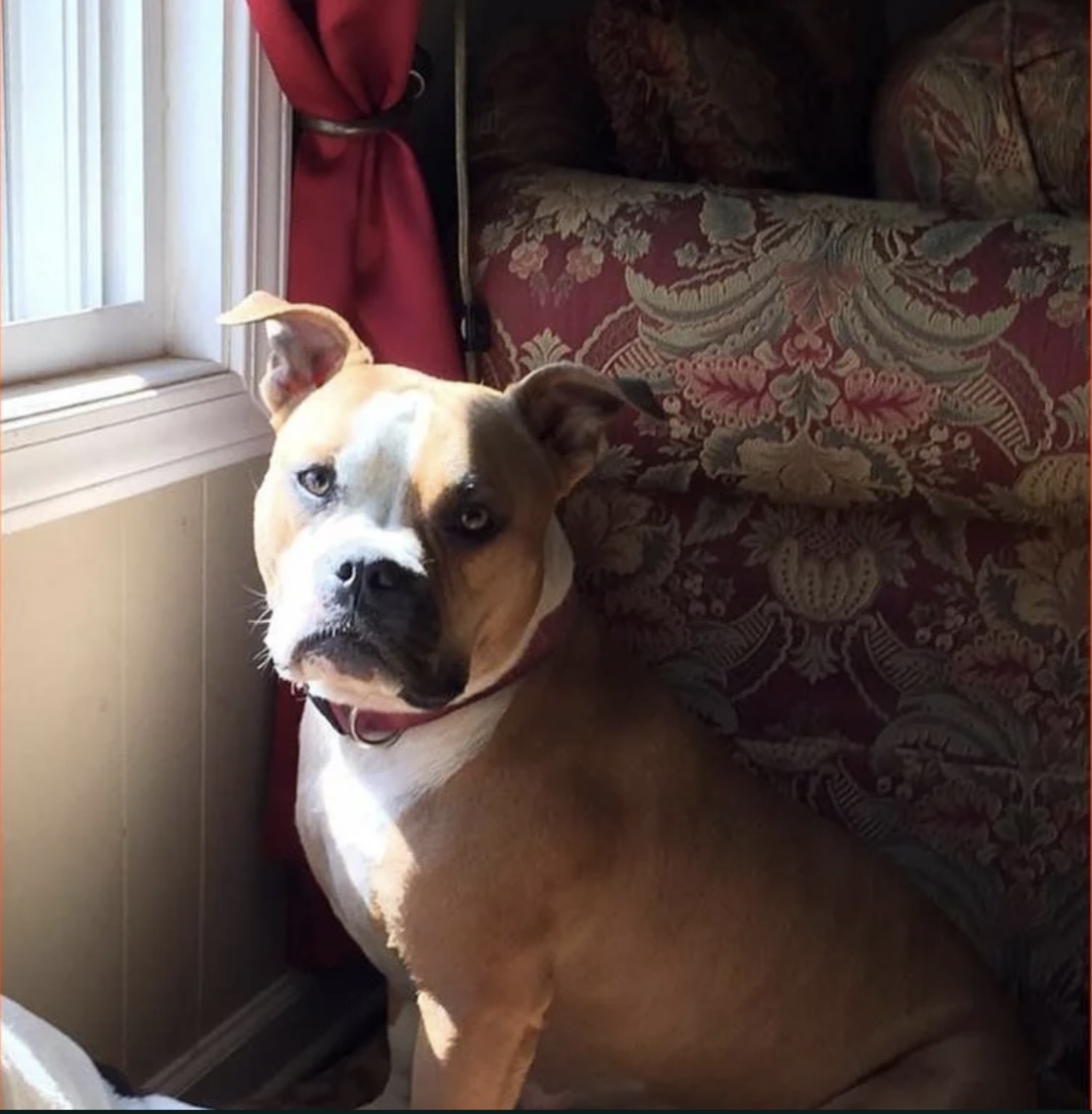 Dog Featured Image