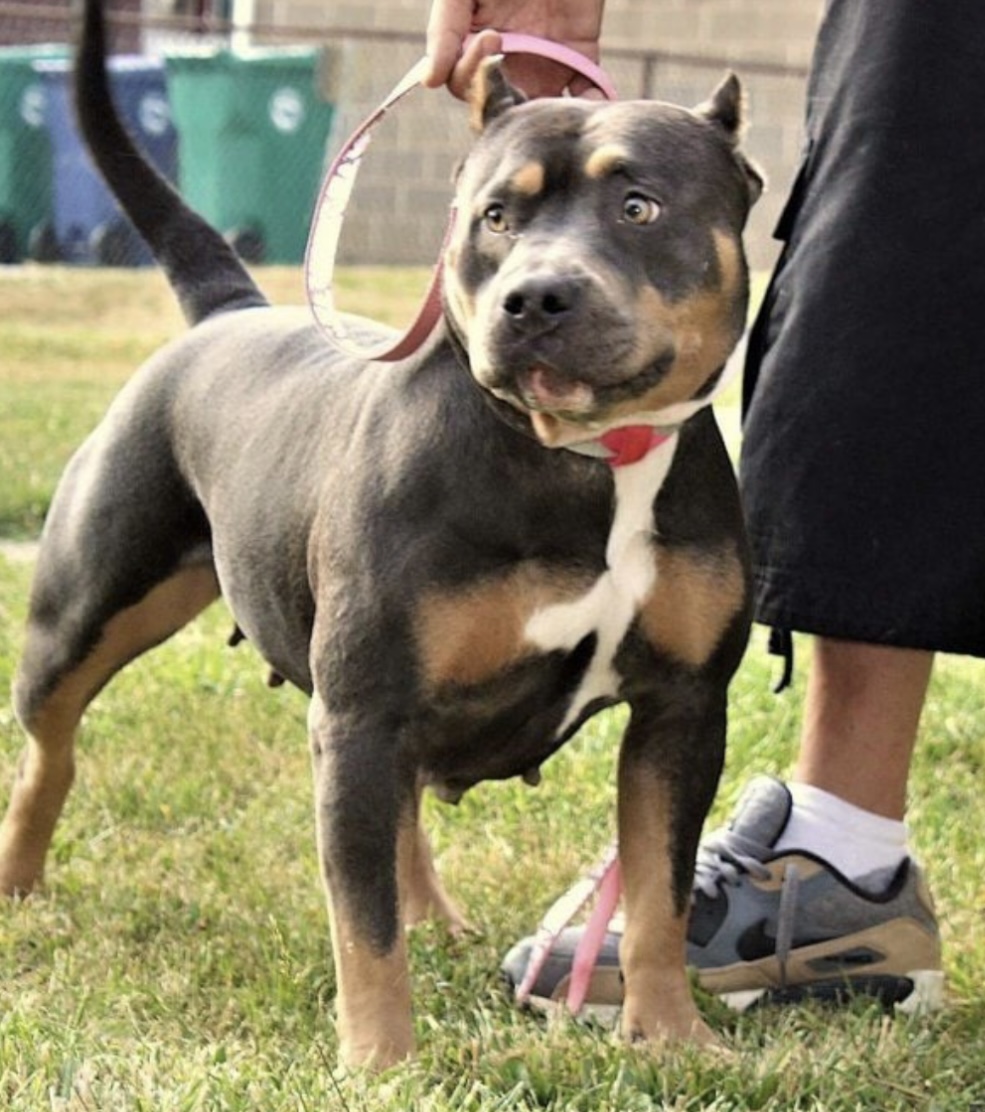 Dog Featured Image