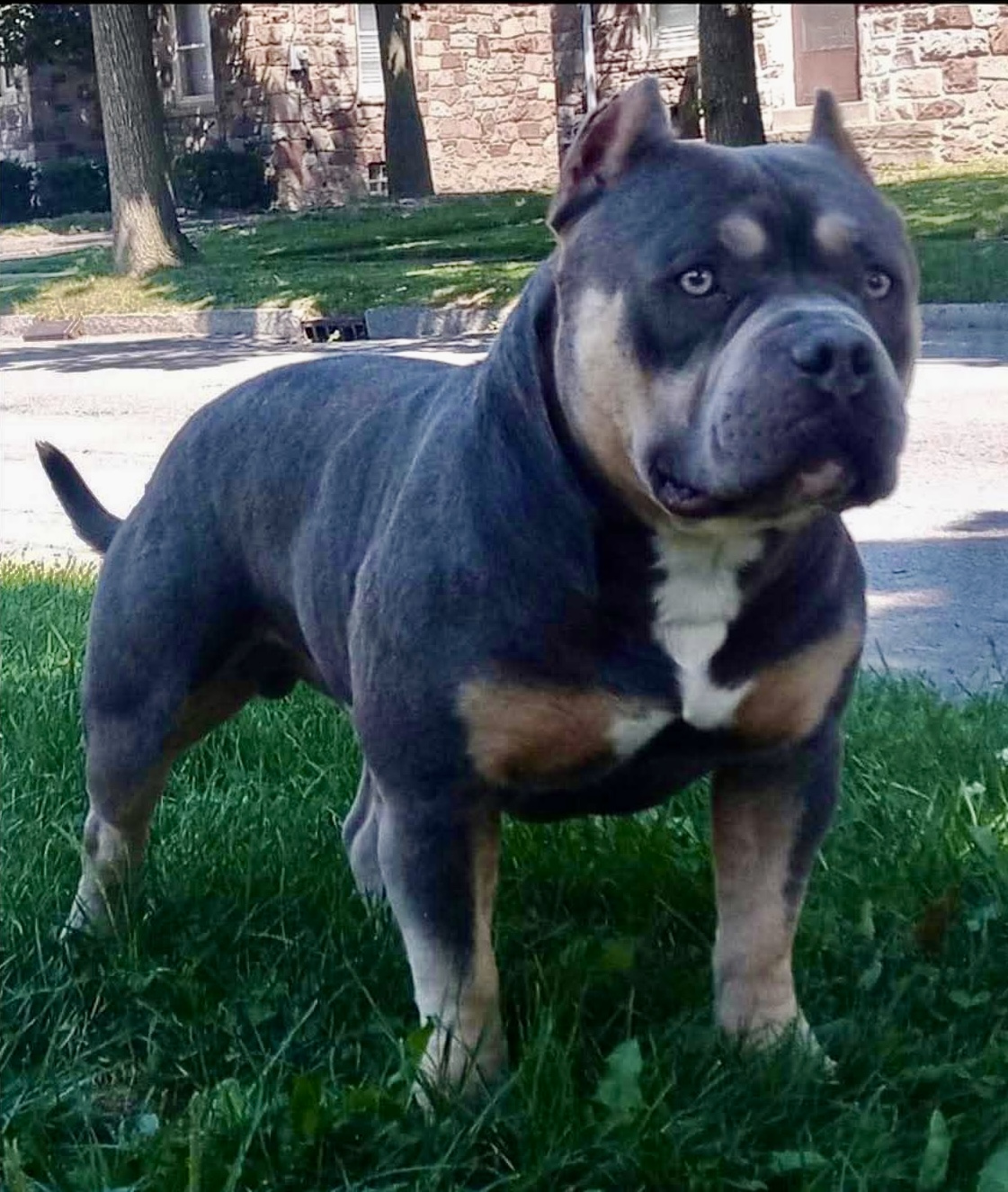 Dog Featured Image