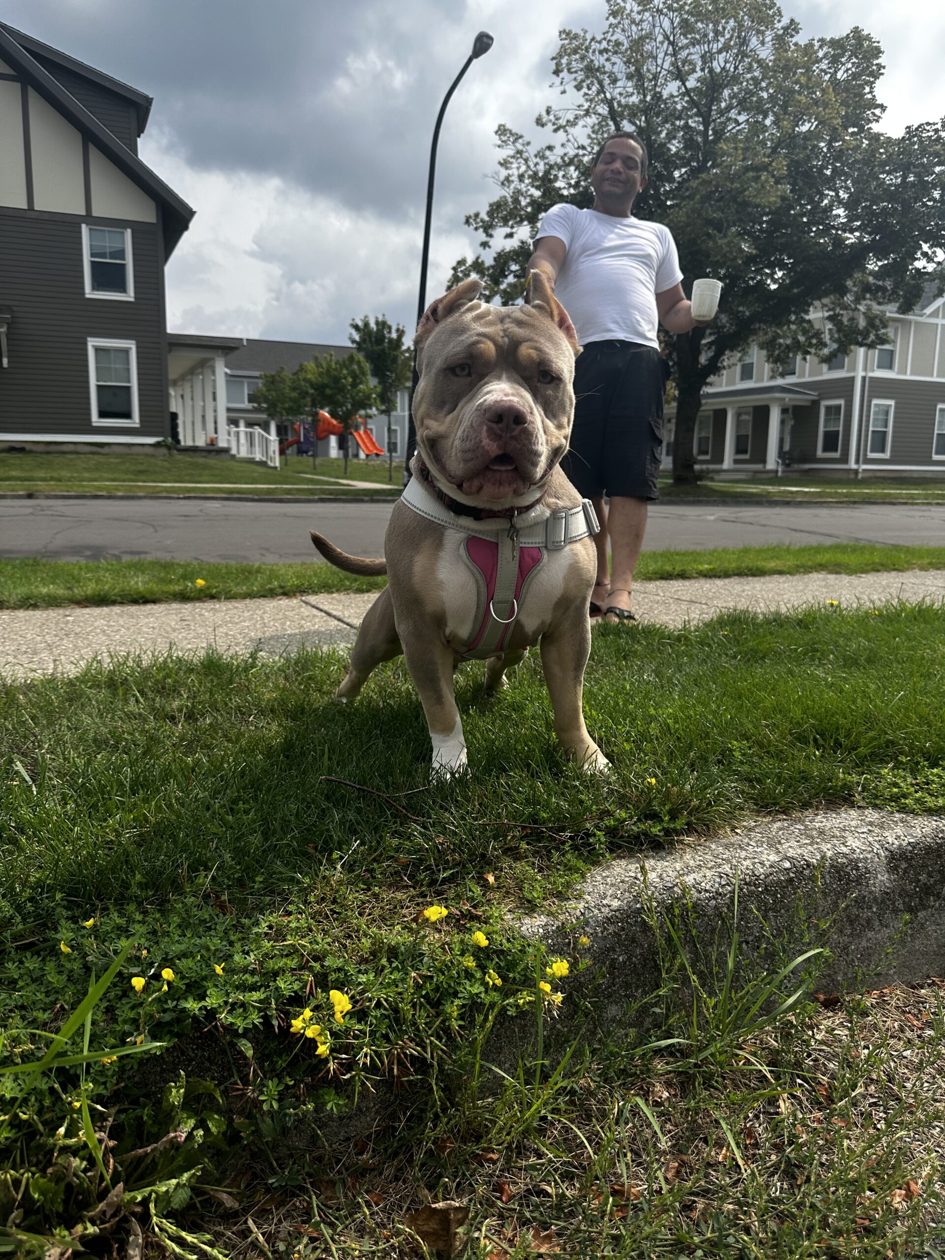Dog Featured Image