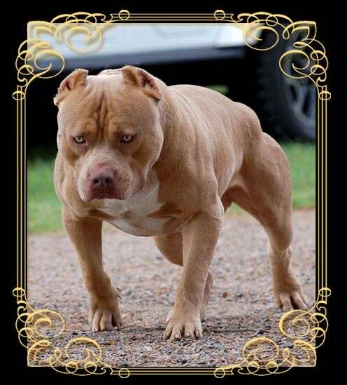 Dog Featured Image