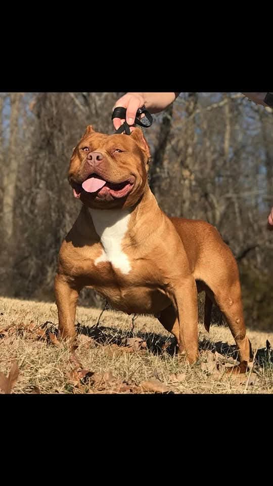 Dog Featured Image