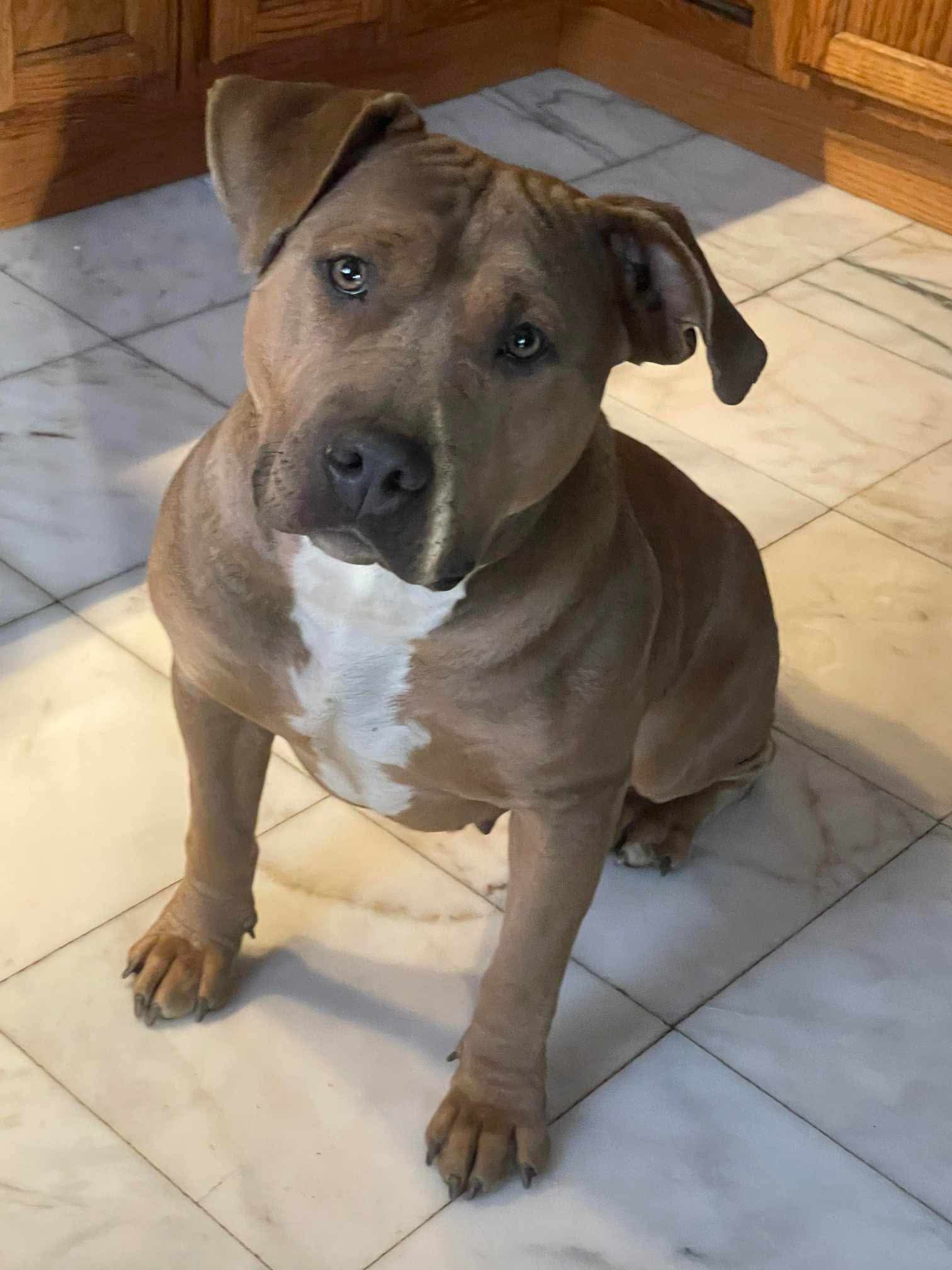 Dog Featured Image