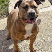 Dog Featured Image