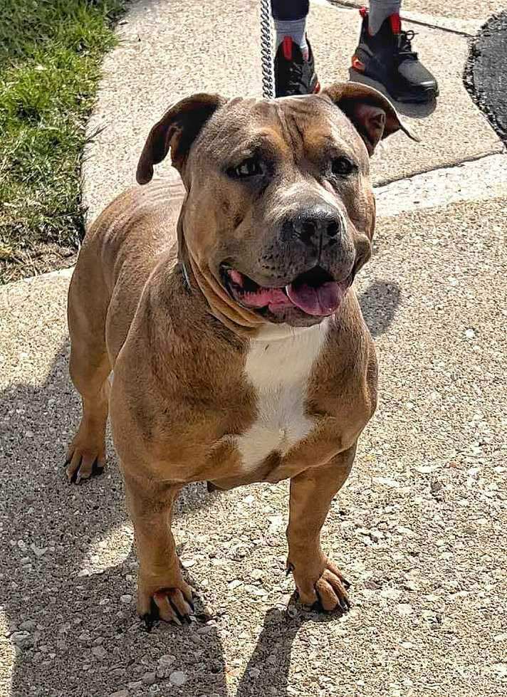 Dog Featured Image