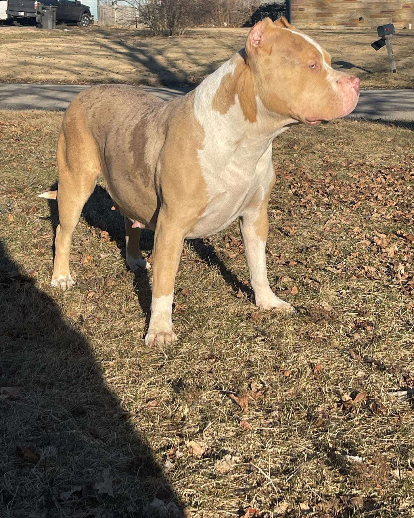 Dog Featured Image