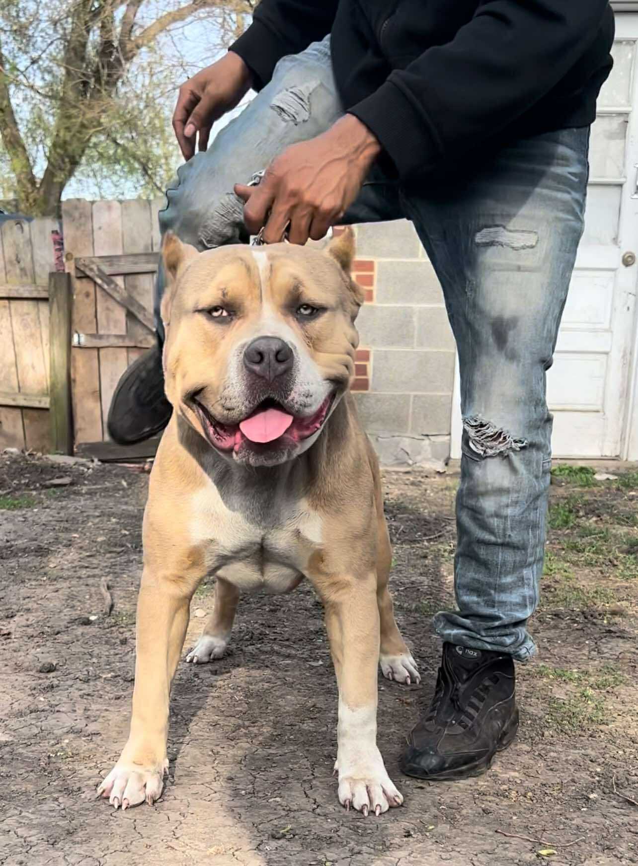 Dog Featured Image