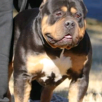 Dog Featured Image