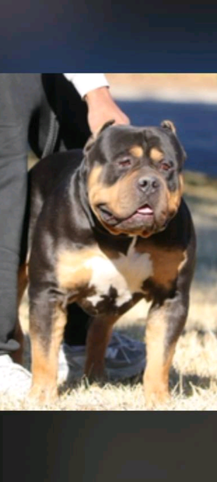 Dog Featured Image