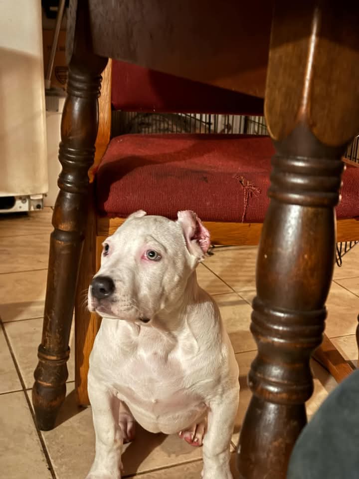 Dog Featured Image
