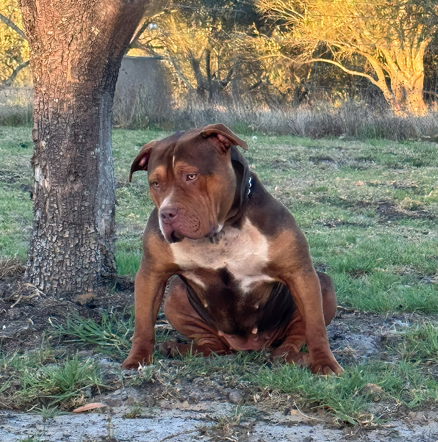 Dog Featured Image