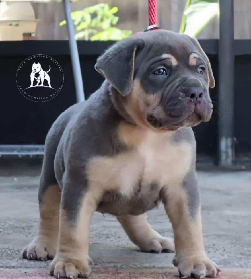 Dog Featured Image