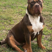 Dog Featured Image