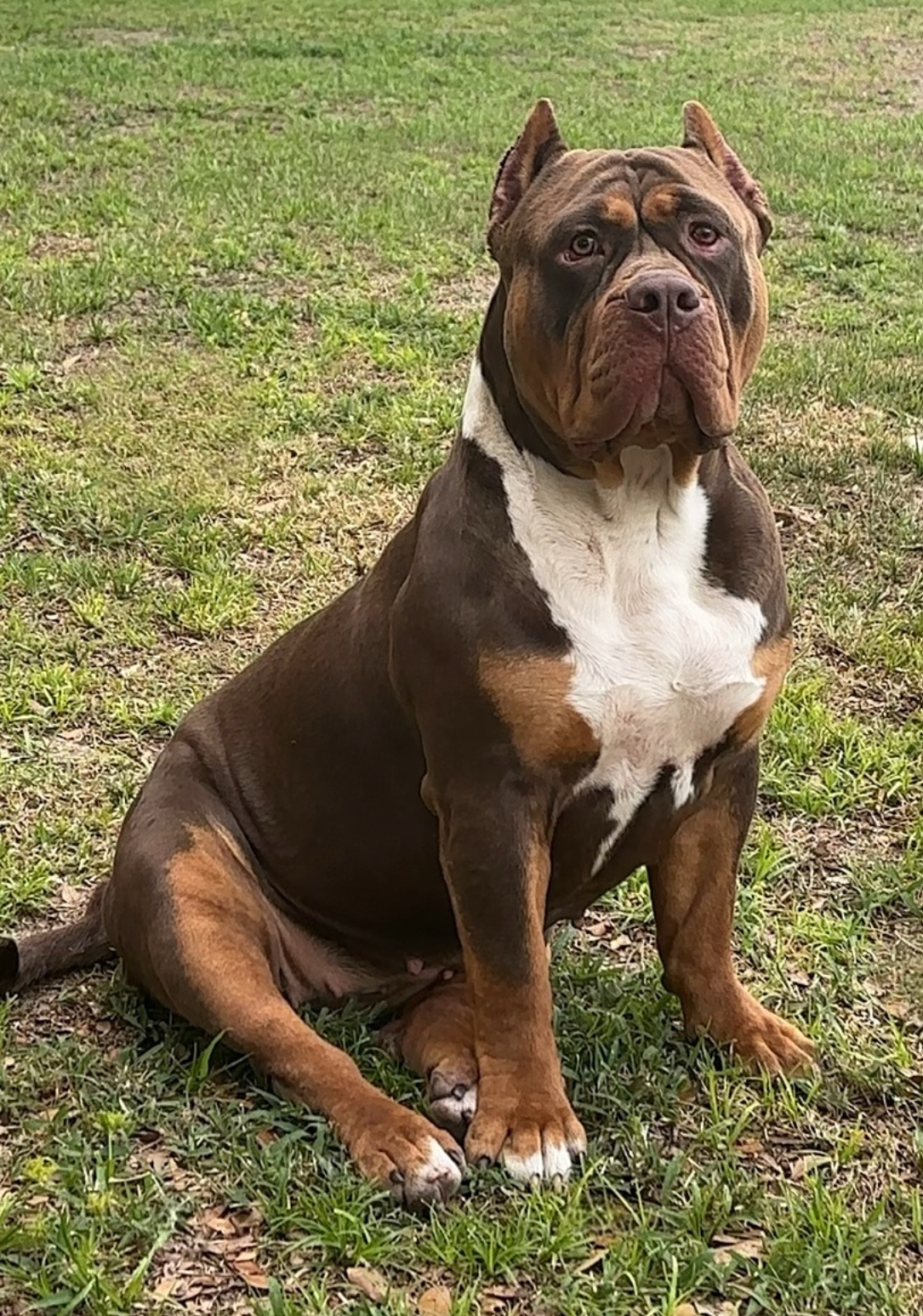 Dog Featured Image