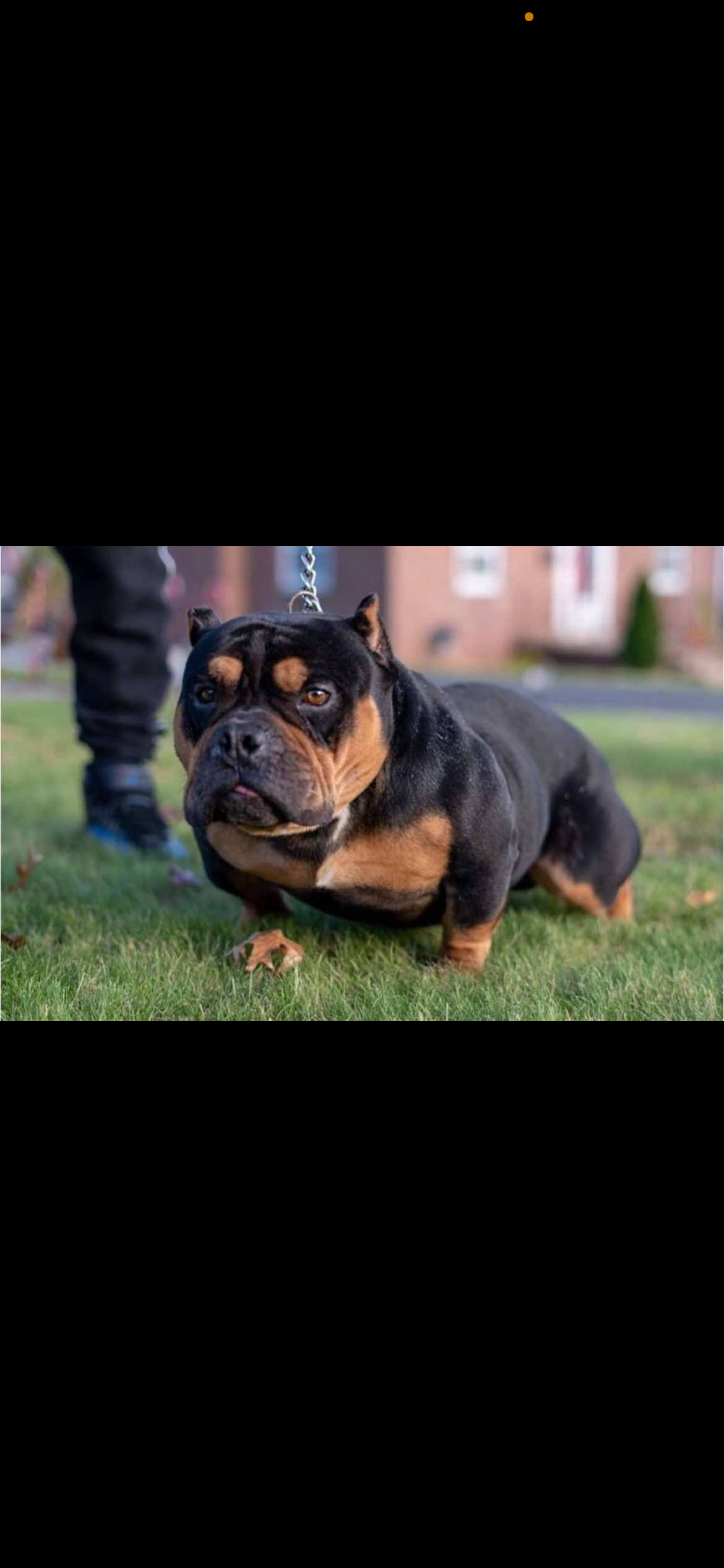 Dog Featured Image