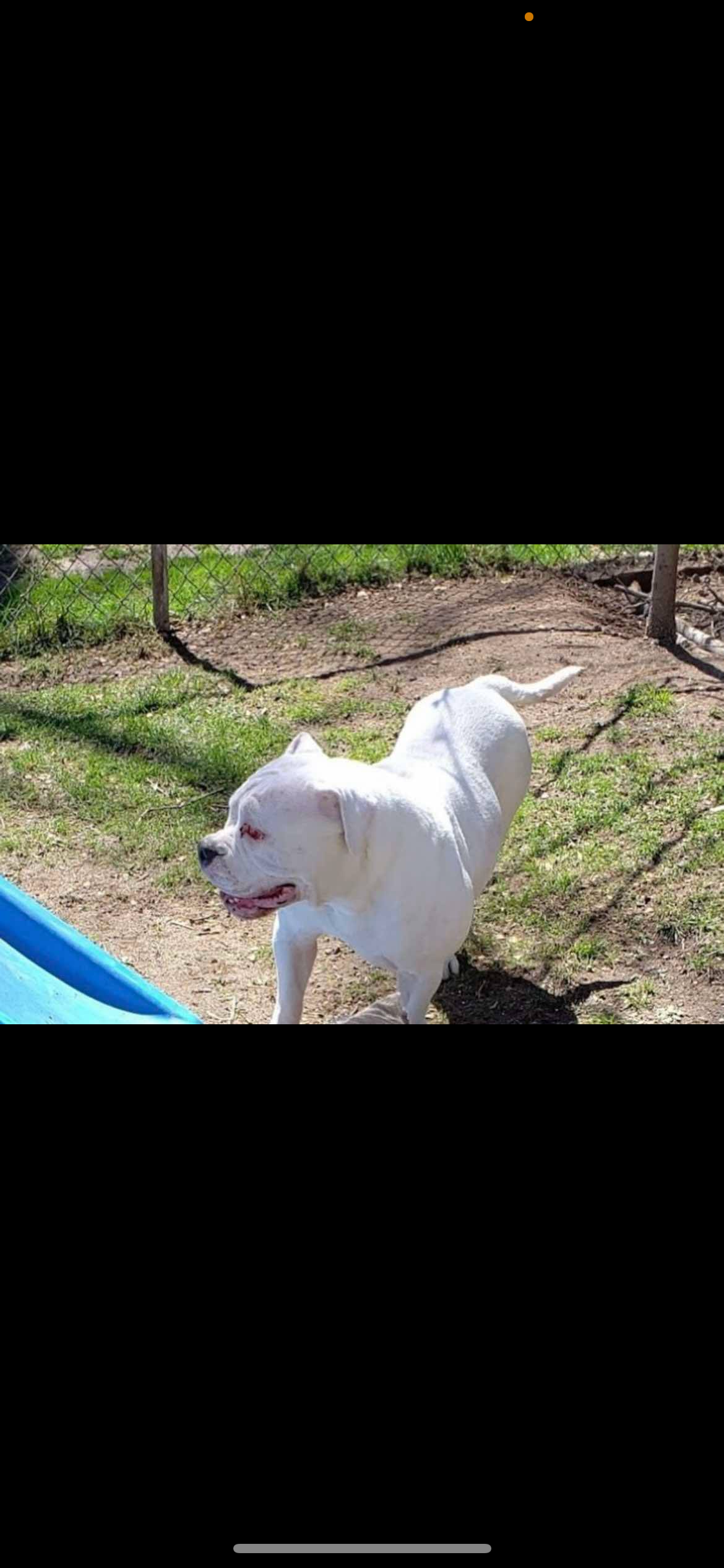 Dog Featured Image