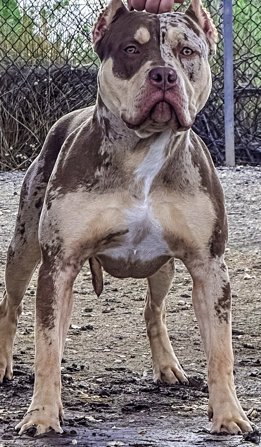 Dog Featured Image