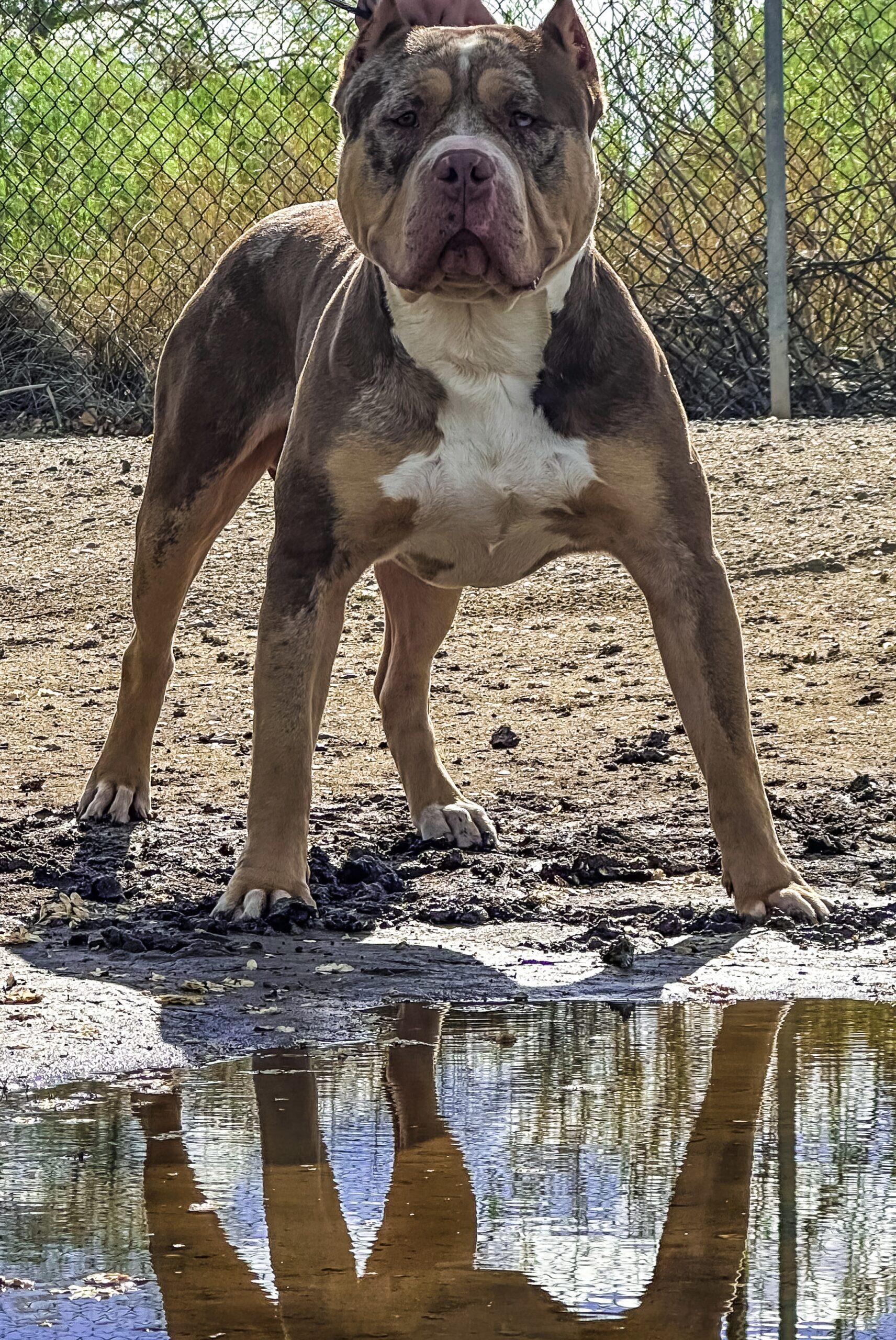 Dog Featured Image