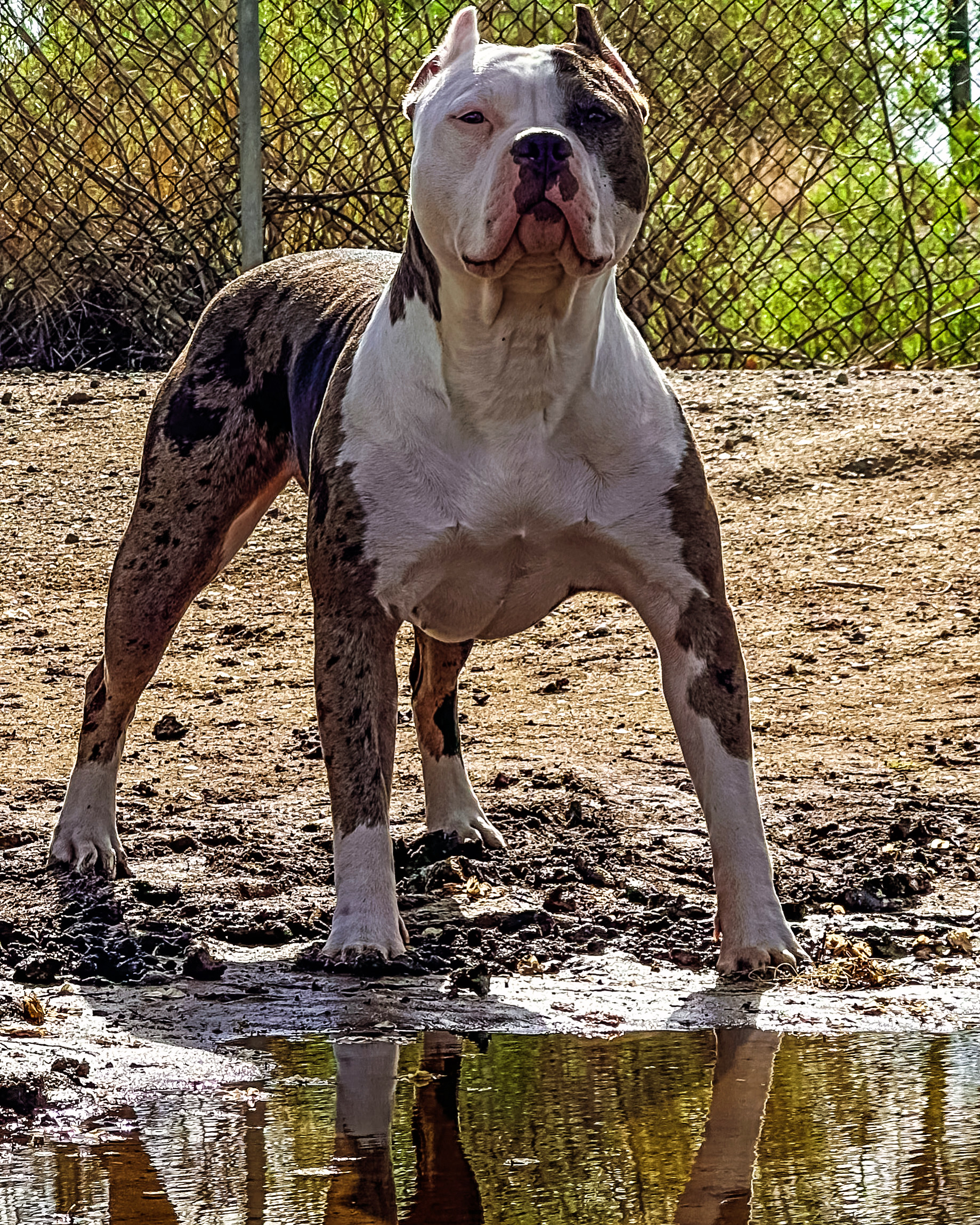 Dog Featured Image