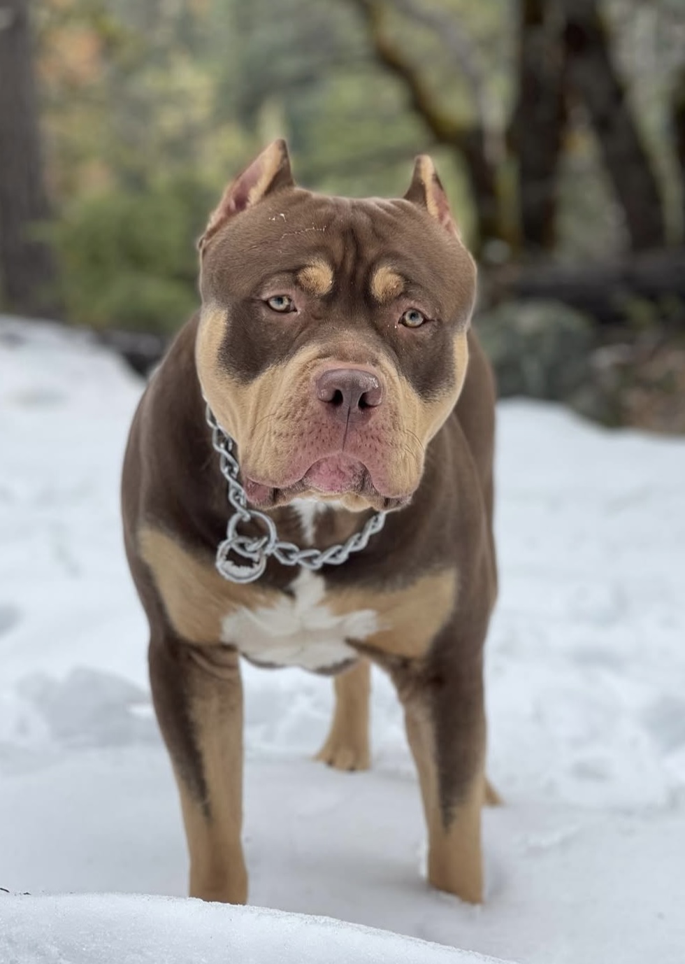 Dog Featured Image