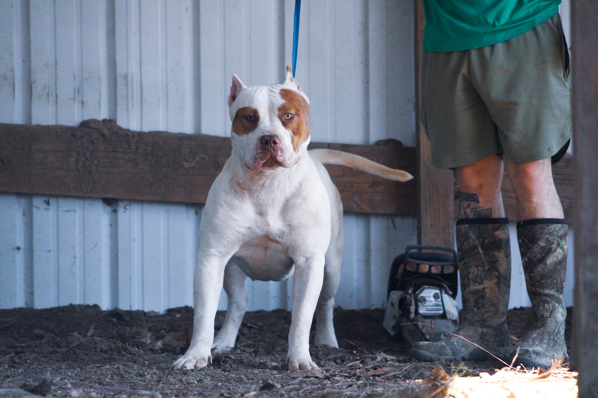 Dog Featured Image