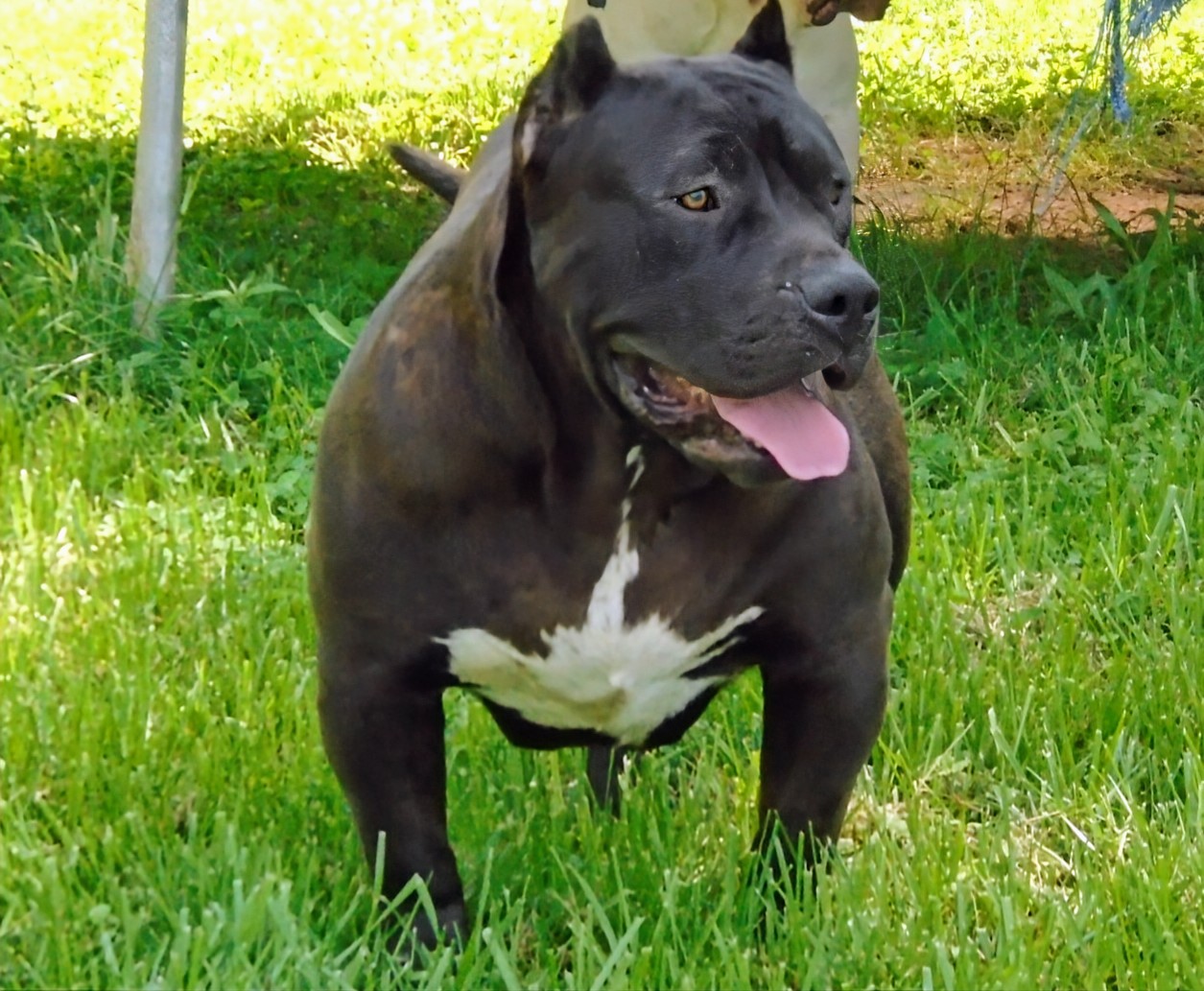 Dog Featured Image