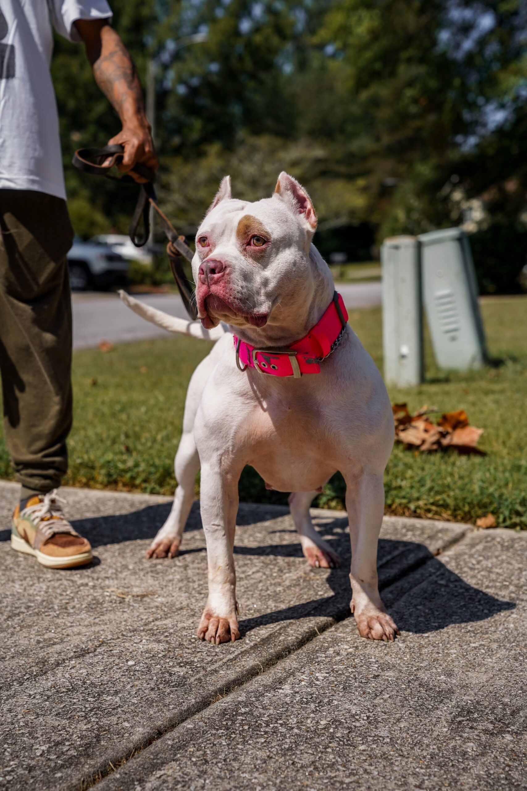 Dog Featured Image