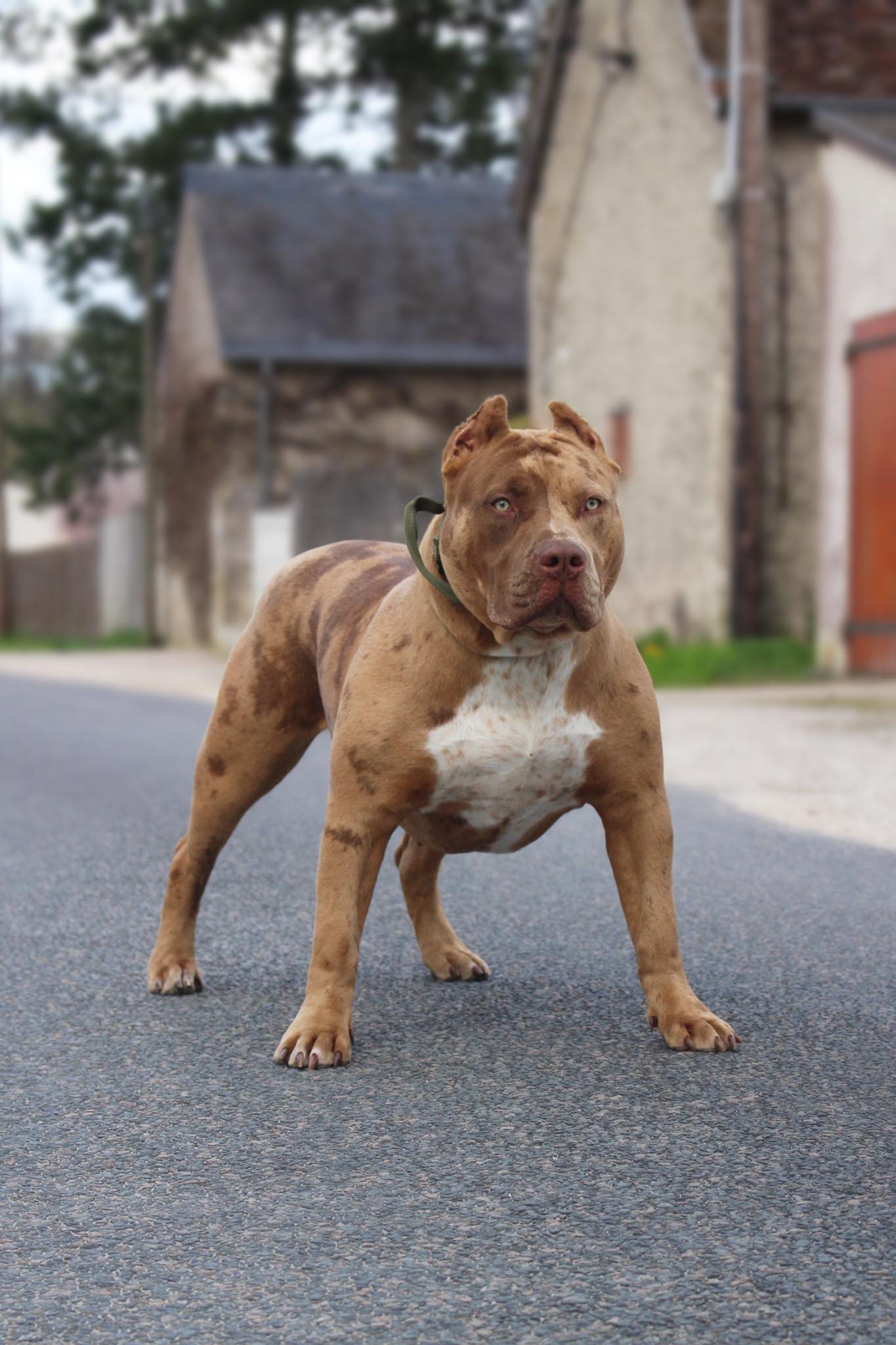Dog Featured Image