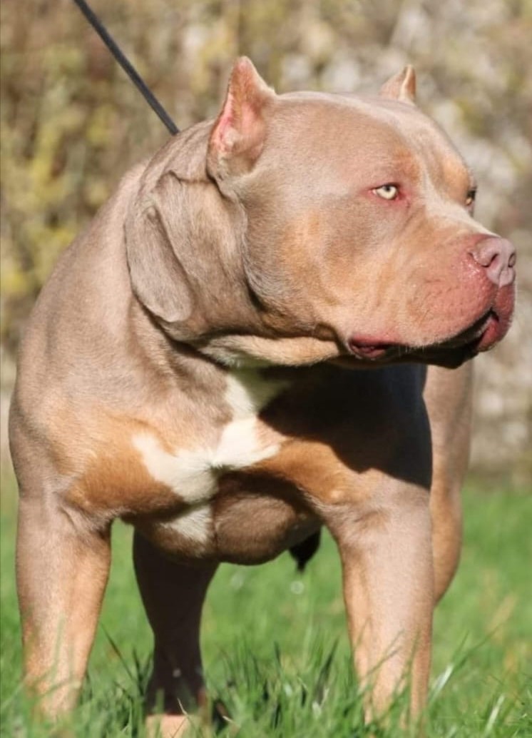 Dog Featured Image
