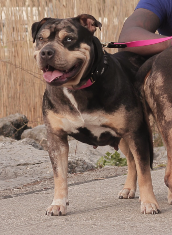 Dog Featured Image