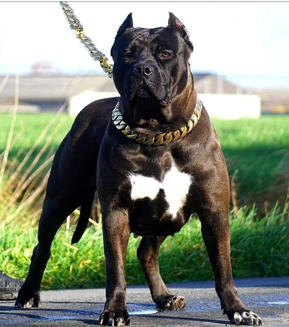 Dog Featured Image