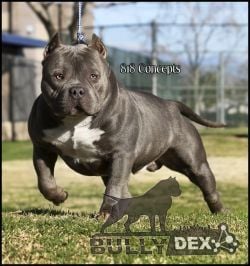 Dog Featured Image