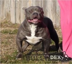 Dog Featured Image
