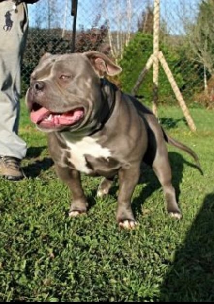 Dog Featured Image
