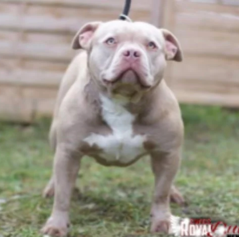 Dog Featured Image