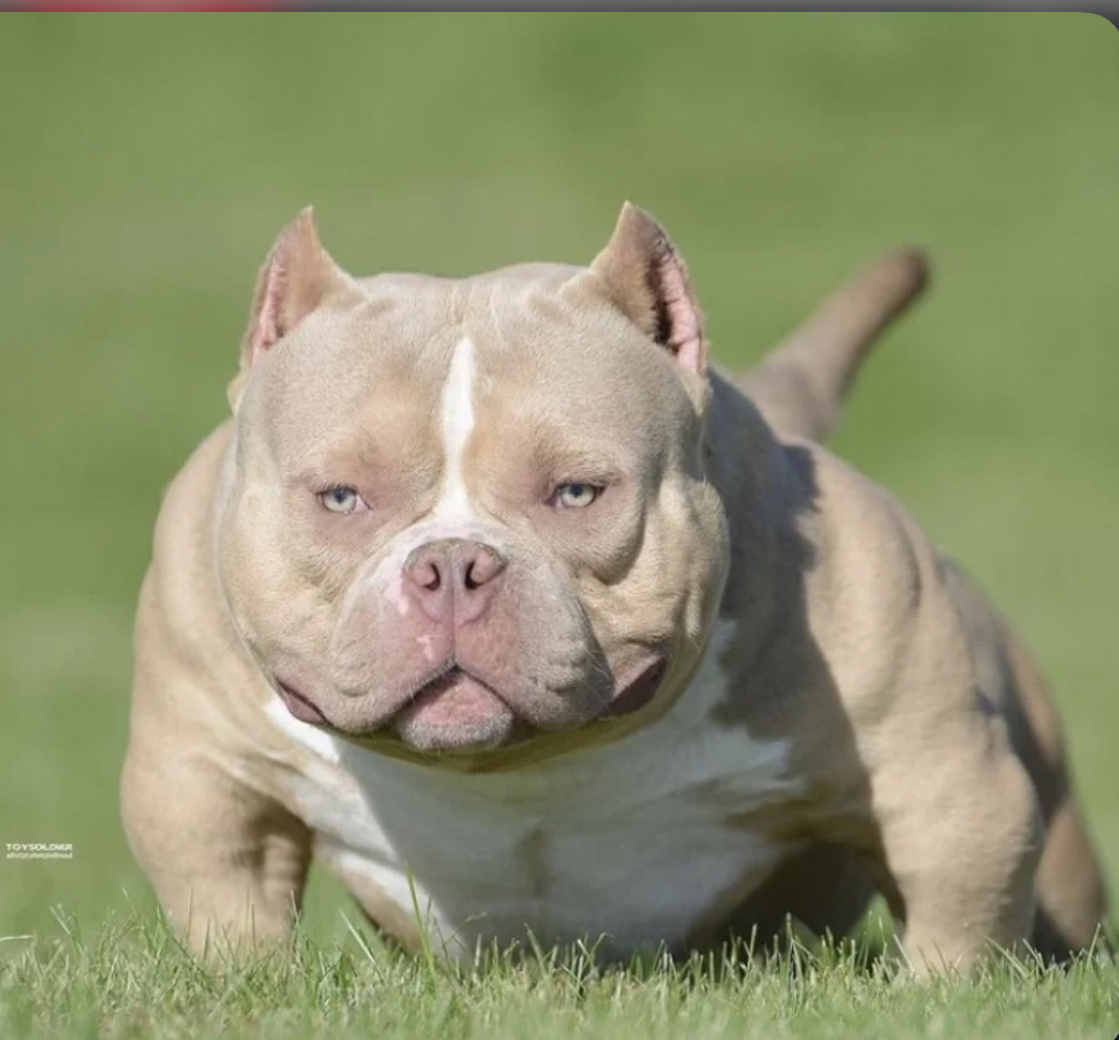 Dog Featured Image