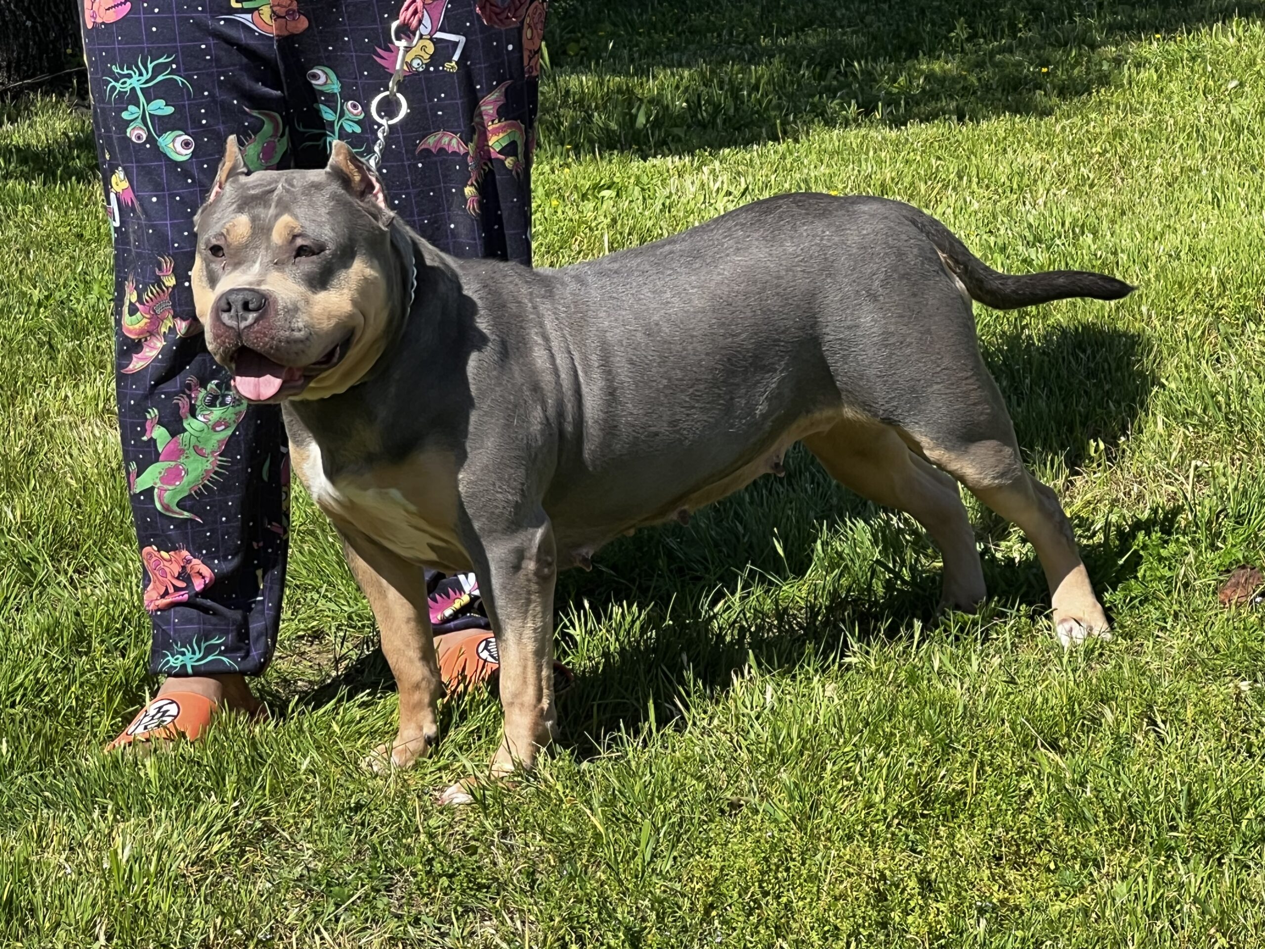 Dog Featured Image