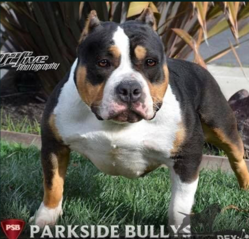Dog Featured Image