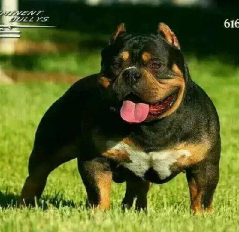 Dog Featured Image