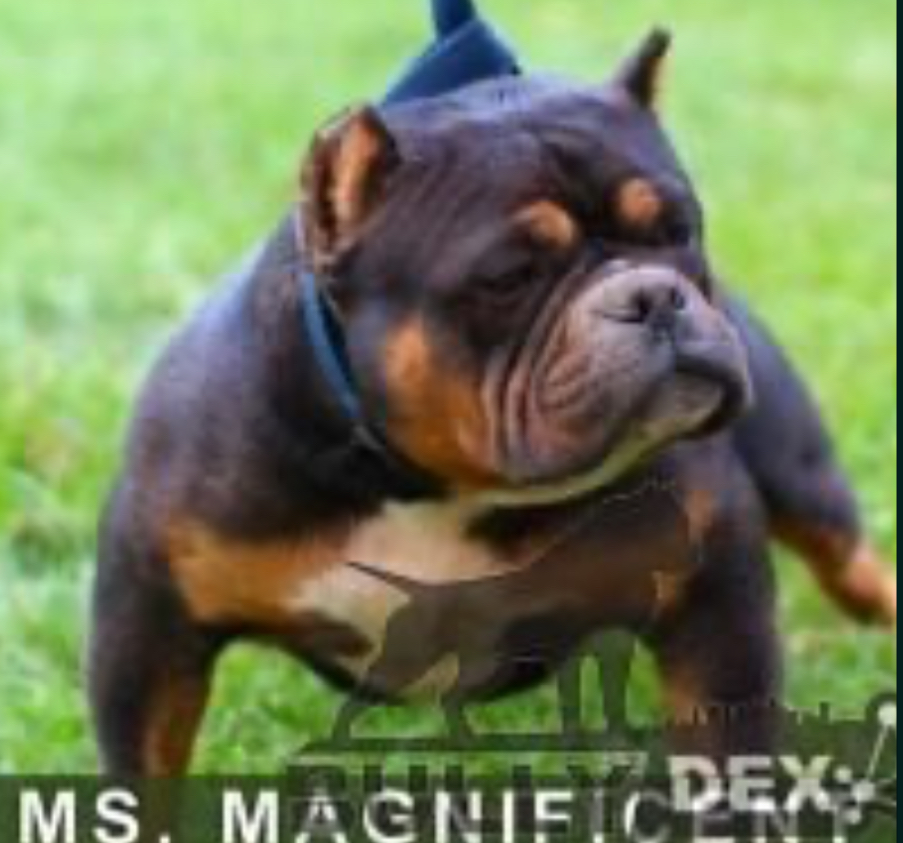 Dog Featured Image