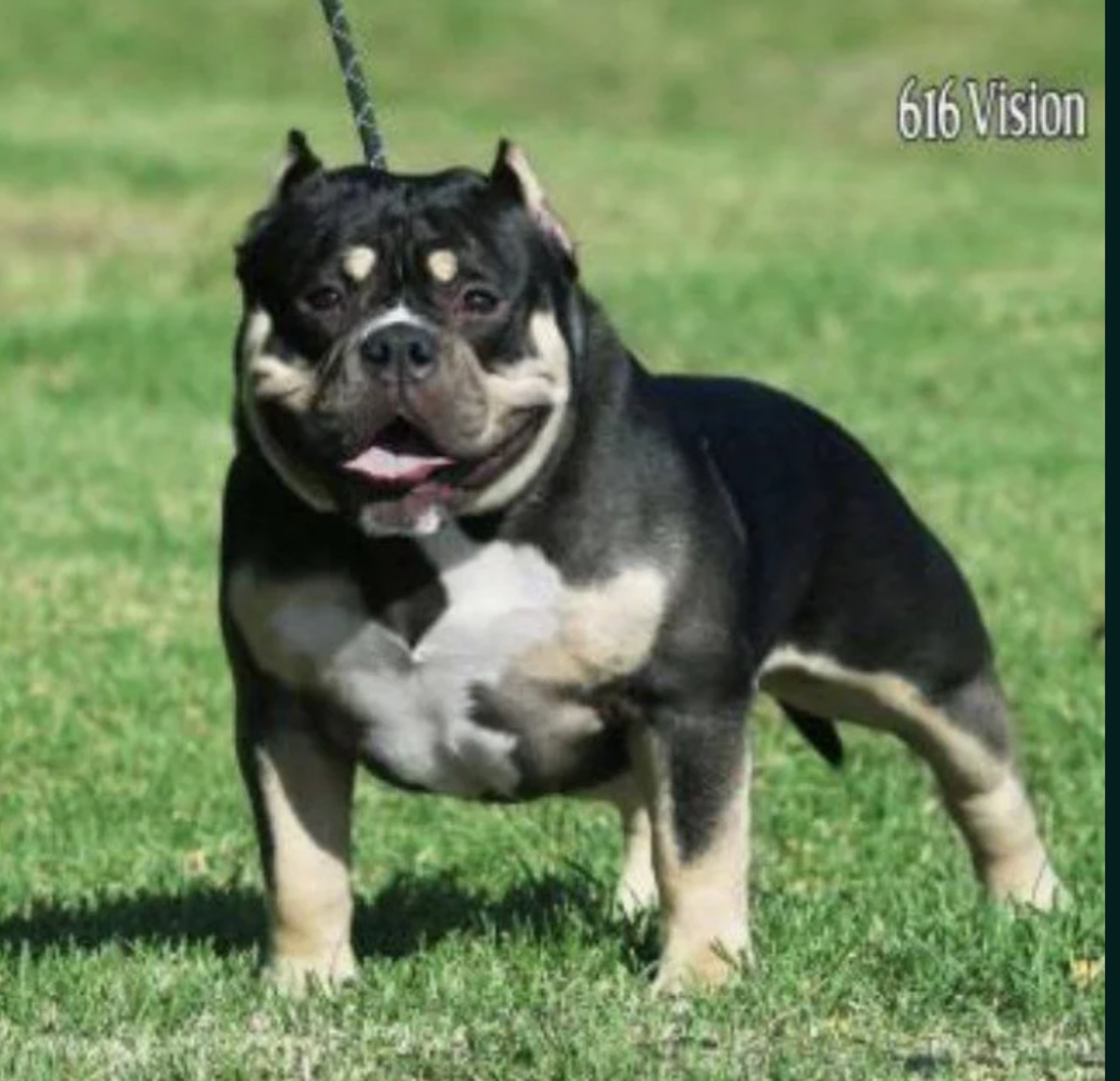Dog Featured Image