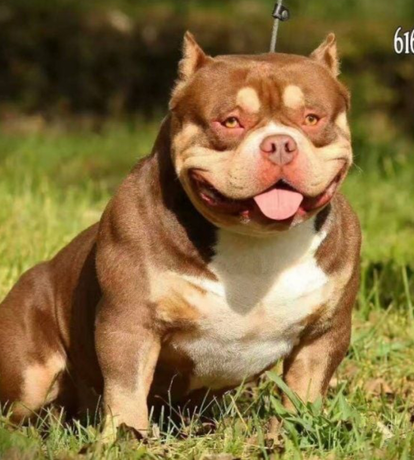 Dog Featured Image