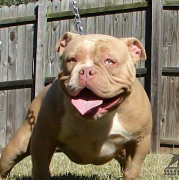 Dog Featured Image