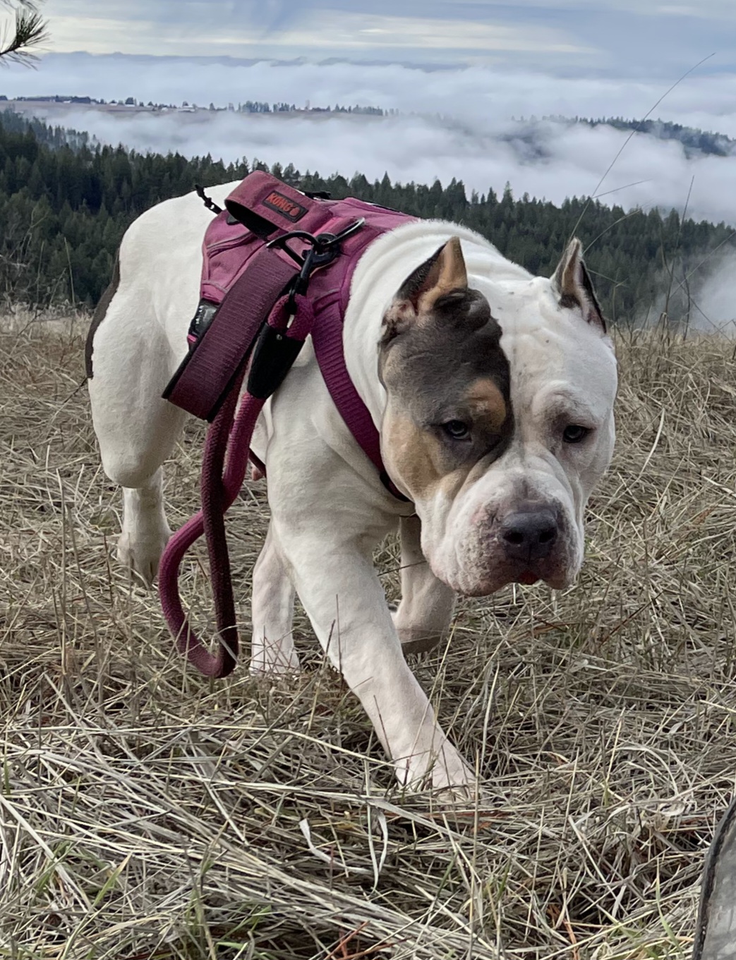 Dog Featured Image