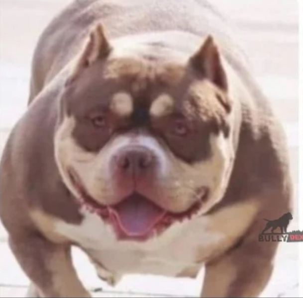 Dog Featured Image