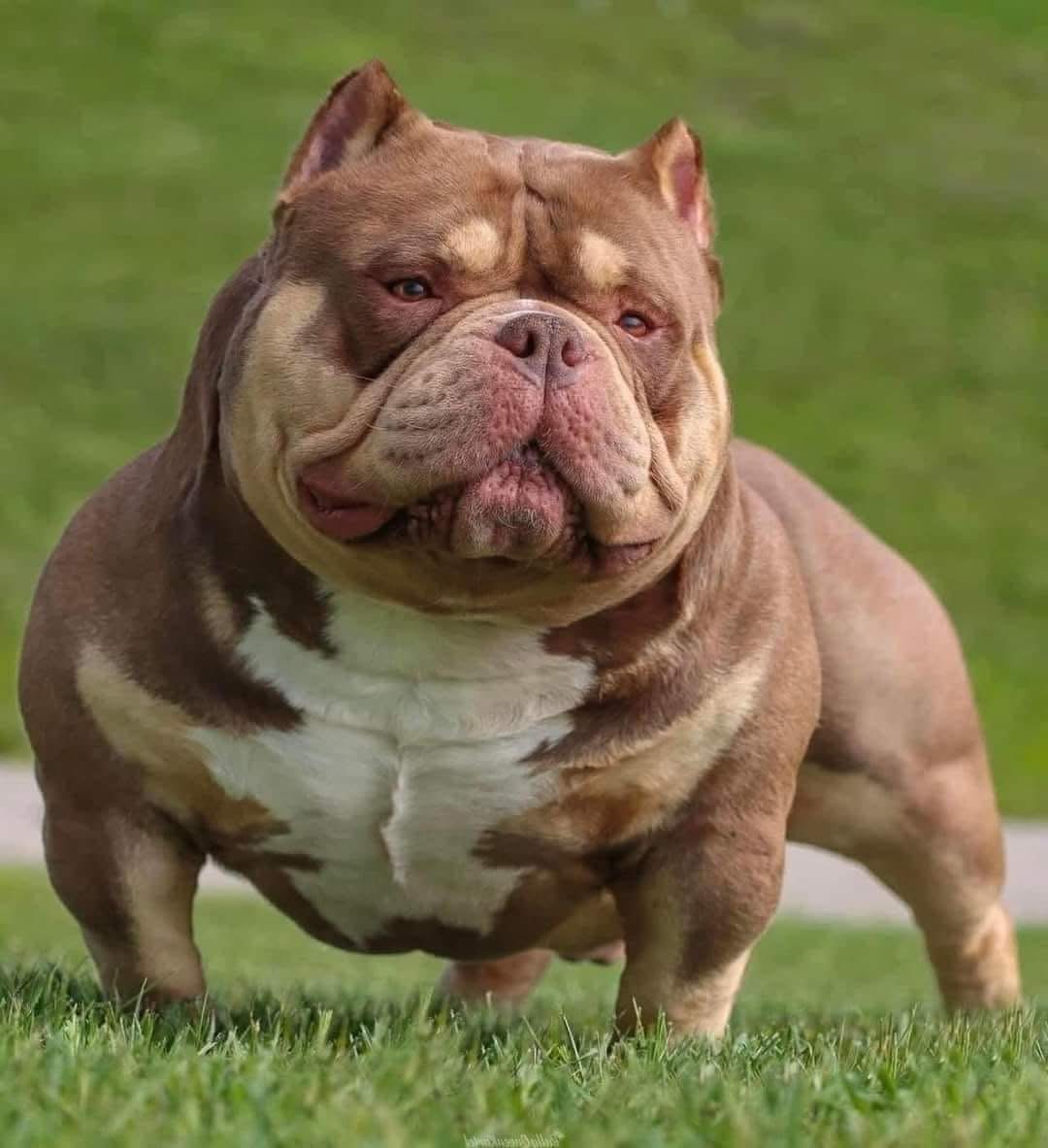 Dog Featured Image