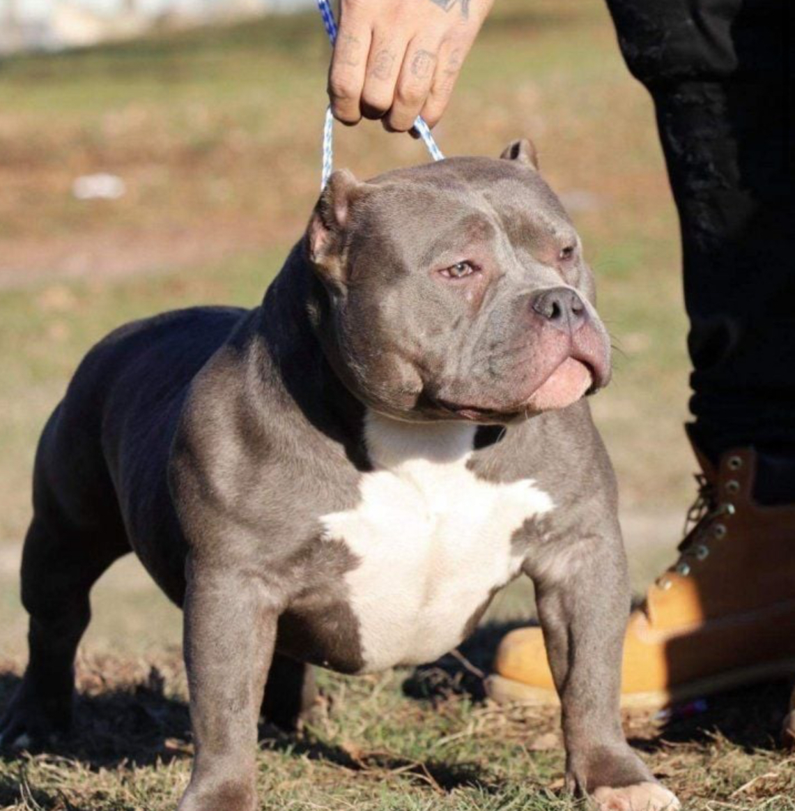 Dog Featured Image