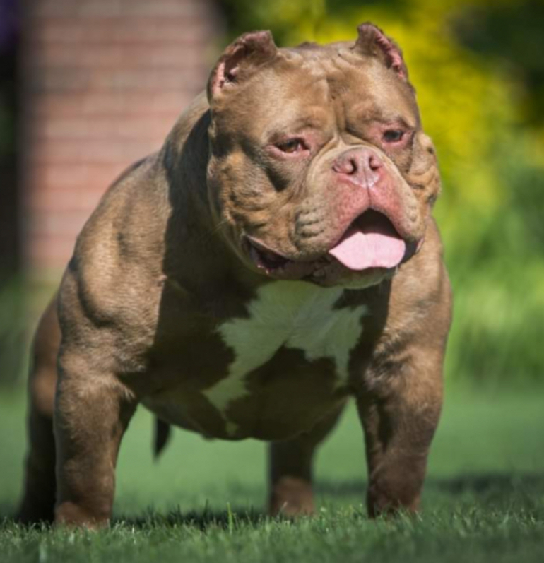 Dog Featured Image