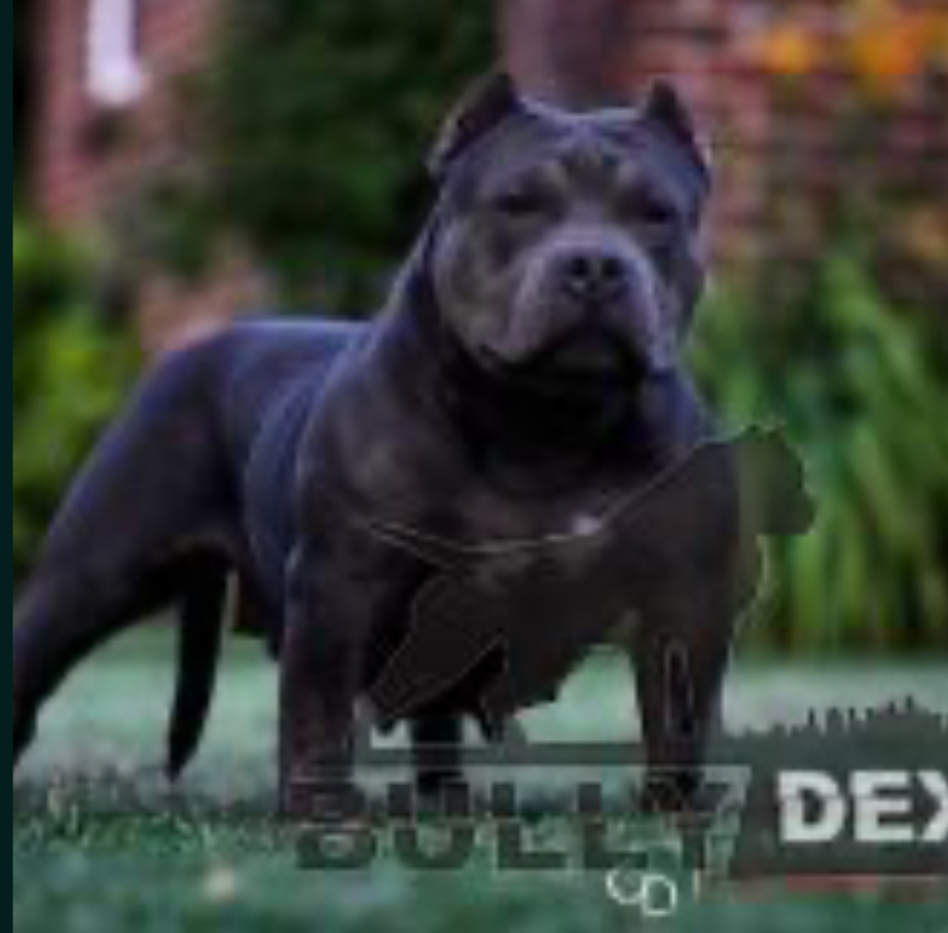 Dog Featured Image